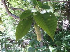 Carpinus cordata
