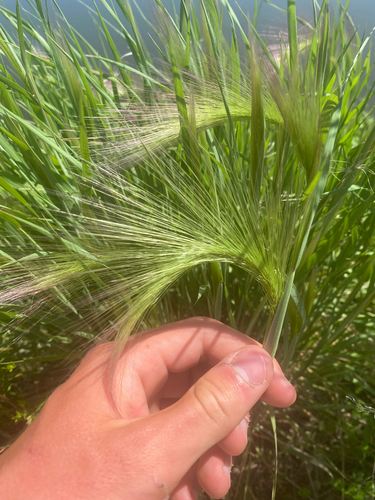 Foxtail Barley