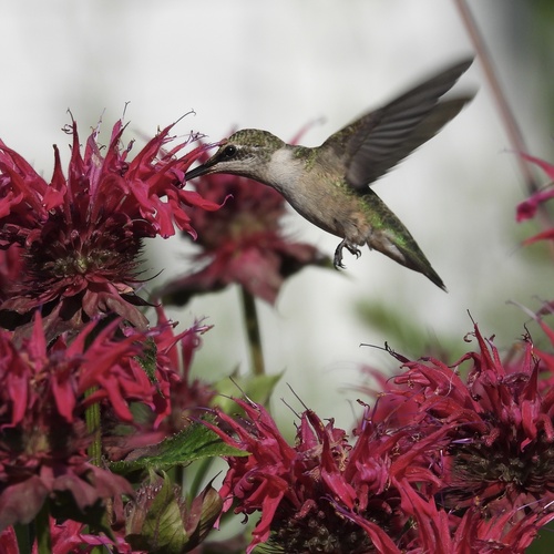 Ruby-throated Hummingbird photographed in Connecticut