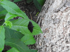 Pellicia arina