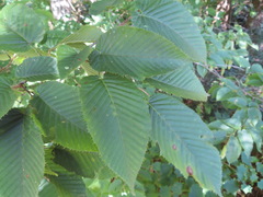 Carpinus cordata