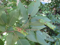 Carpinus cordata