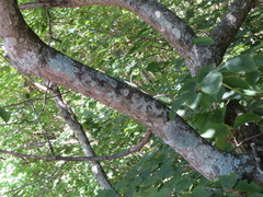 Carpinus cordata