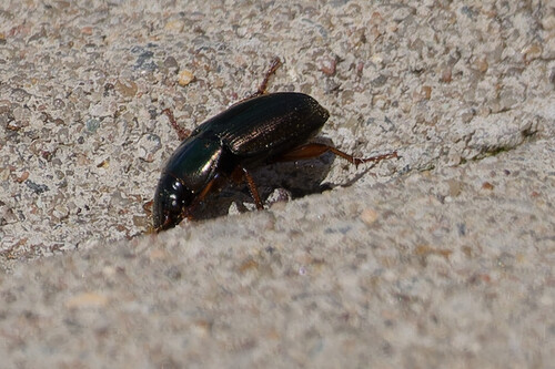 Metallic Harpalus, Nieuwe Niedorp, Netherlands, photo 9 of 10