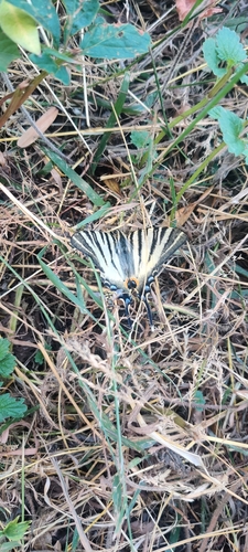 Iphiclides podalirius