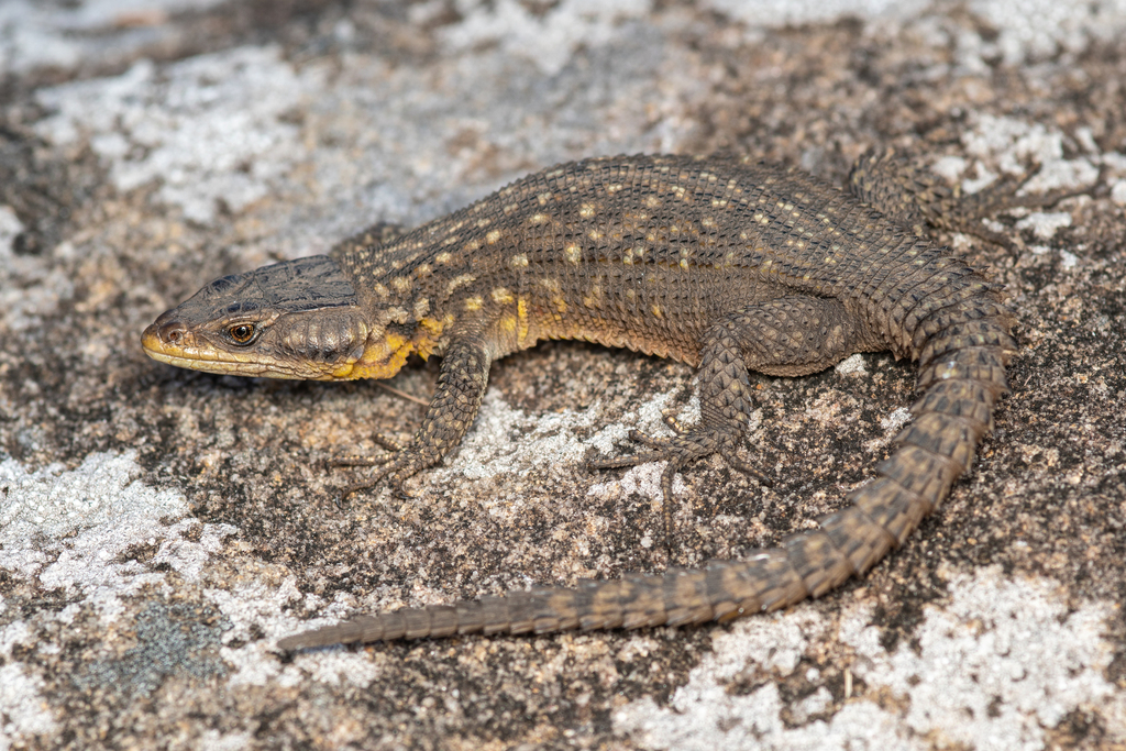 Spiny Crag Lizard