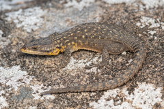 Spiny Crag Lizard photo 1