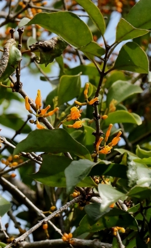 Macrosolen cochinchinensis, photograph 4