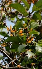 author not stated, no rights reserved Macrosolen cochinchinensis, photograph author not stated, no rights reserved