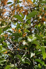 author not stated, no rights reserved Macrosolen cochinchinensis, photograph author not stated, no rights reserved