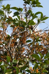 Macrosolen cochinchinensis, photograph author not stated, no rights reserved