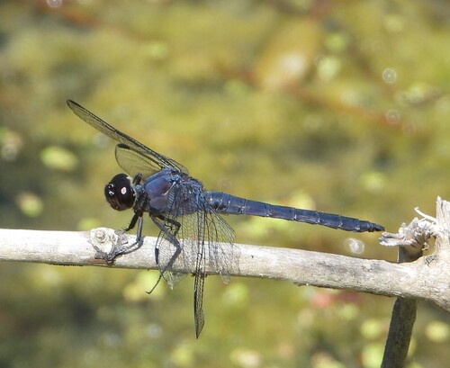 Slaty Skimmer photo 6