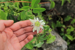Passiflora bryonioides