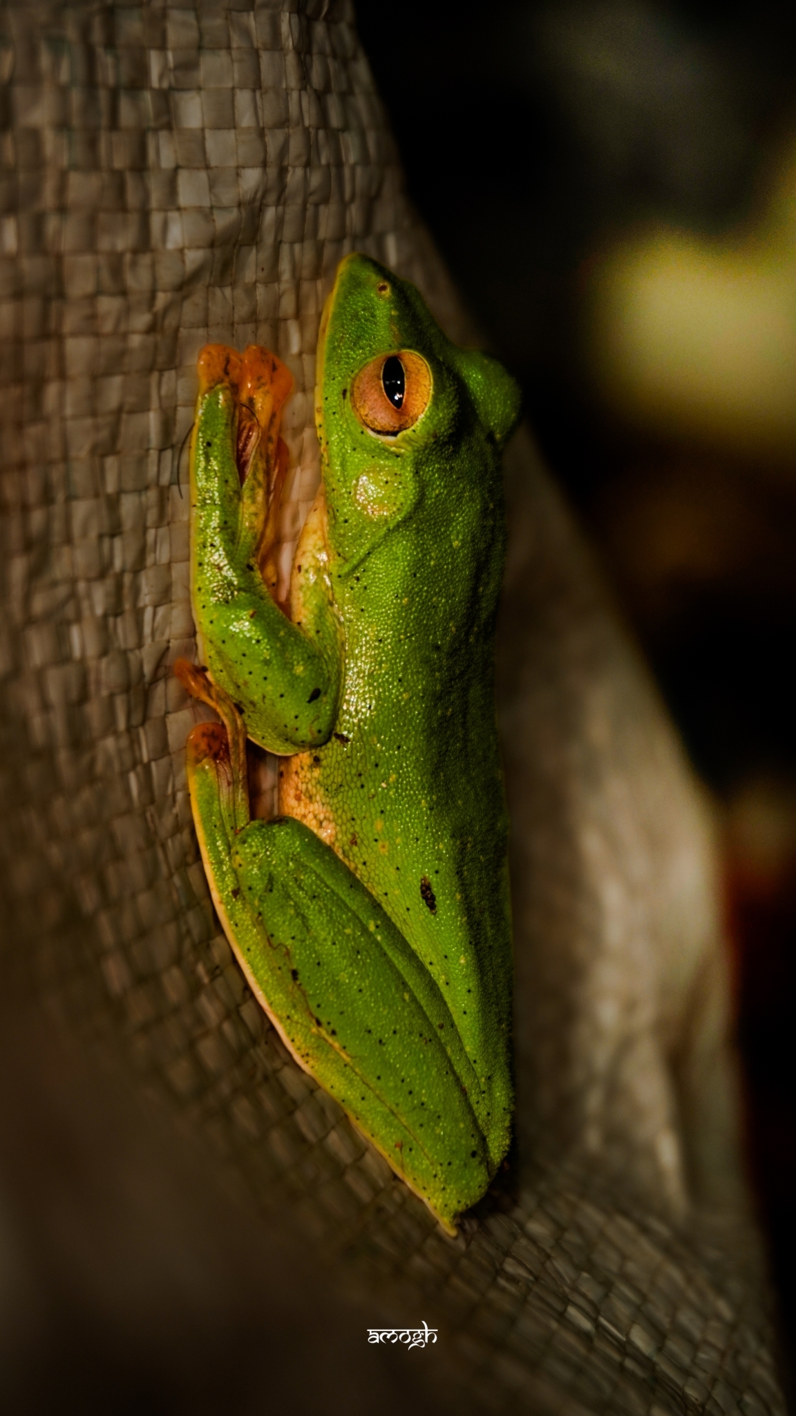 Malabar Gliding Tree Frog
