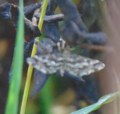 Diasemiopsis ramburialis