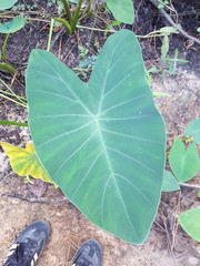 Colocasia esculenta image