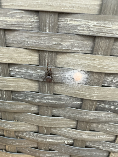 Rabbit Hutch Spider