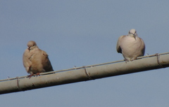 Streptopelia decaocto
