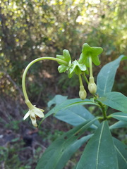 Clerodendrum indicum