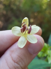 Clerodendrum indicum