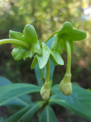 Clerodendrum indicum