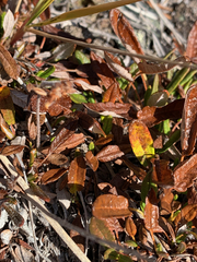 Dryas integrifolia sylvatica