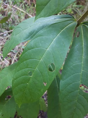 Clerodendrum indicum