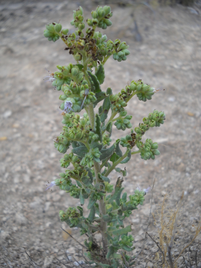 Hughes's Phacelia