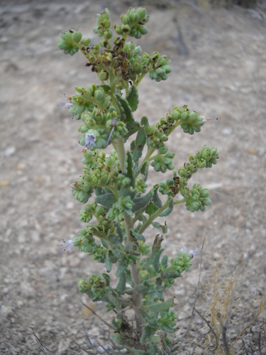Hughes's phacelia (Phacelia hughesii)