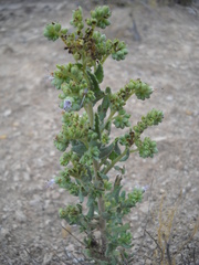 Phacelia hughesii
