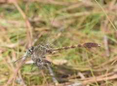 Arigomphus pallidus
