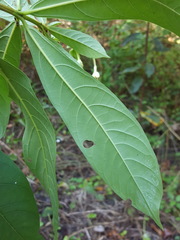 Clerodendrum indicum