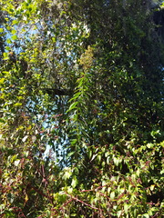 Clerodendrum indicum