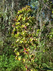 Clerodendrum indicum