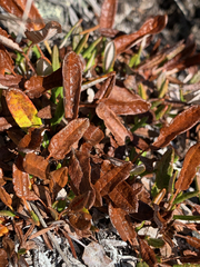 Dryas integrifolia sylvatica