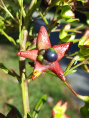 Clerodendrum indicum