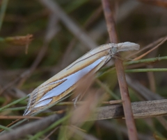 Crambus satrapellus