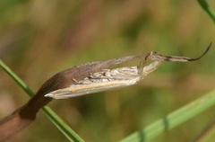 Crambus satrapellus