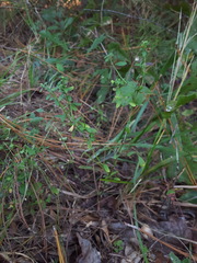 Scutellaria integrifolia