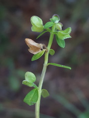 Scutellaria integrifolia