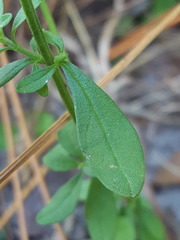 Scutellaria integrifolia