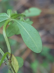 Scutellaria integrifolia