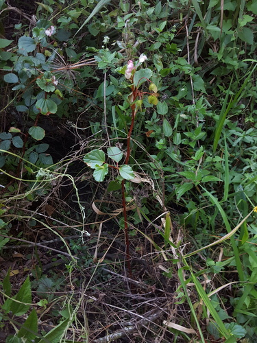 Begonia cucullata