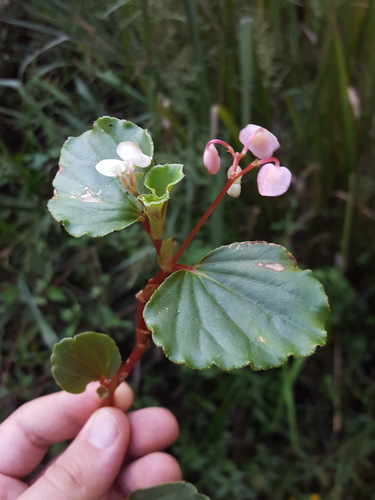 Begonia cucullata
