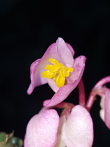 Begonia cucullata