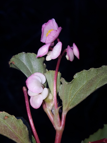 Begonia cucullata