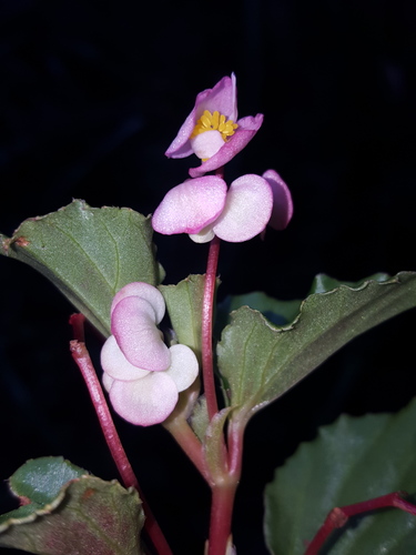 Begonia cucullata