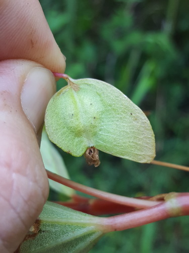 Begonia cucullata