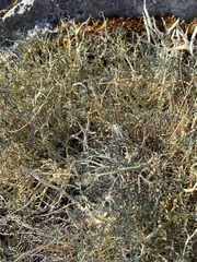 Alectoria ochroleuca