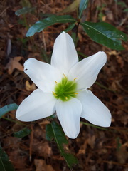 Zephyranthes atamasco